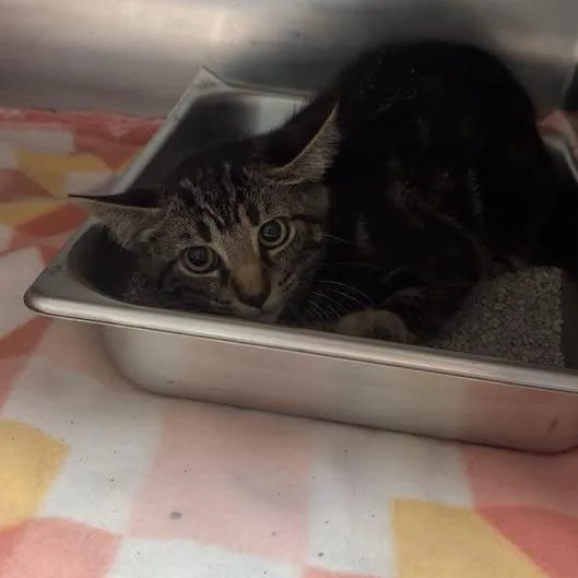 A young small-sized female Brown / Chocolate Domestic Short Hair cat named Mazikeen for adoption in Blairsville, GA