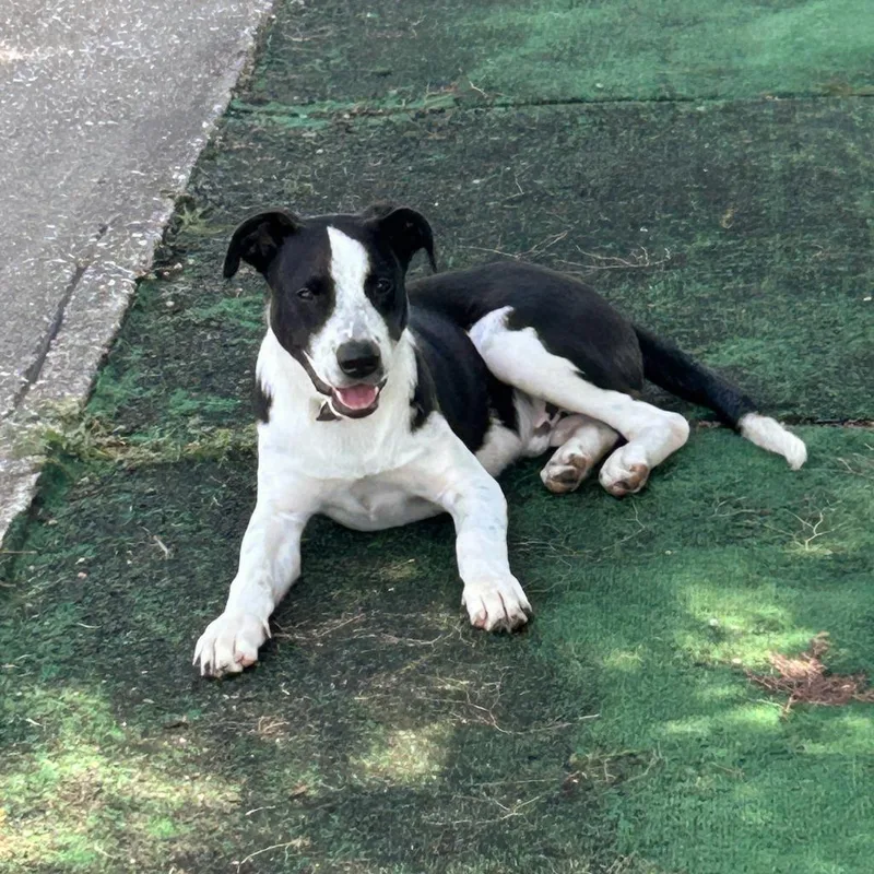 Theodore thumbnail 4