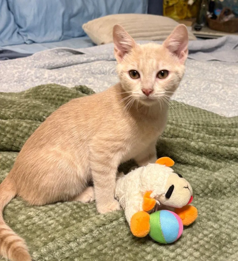 A young medium-sized male Tabby cat named A. Clay for adoption in Garner, NC
