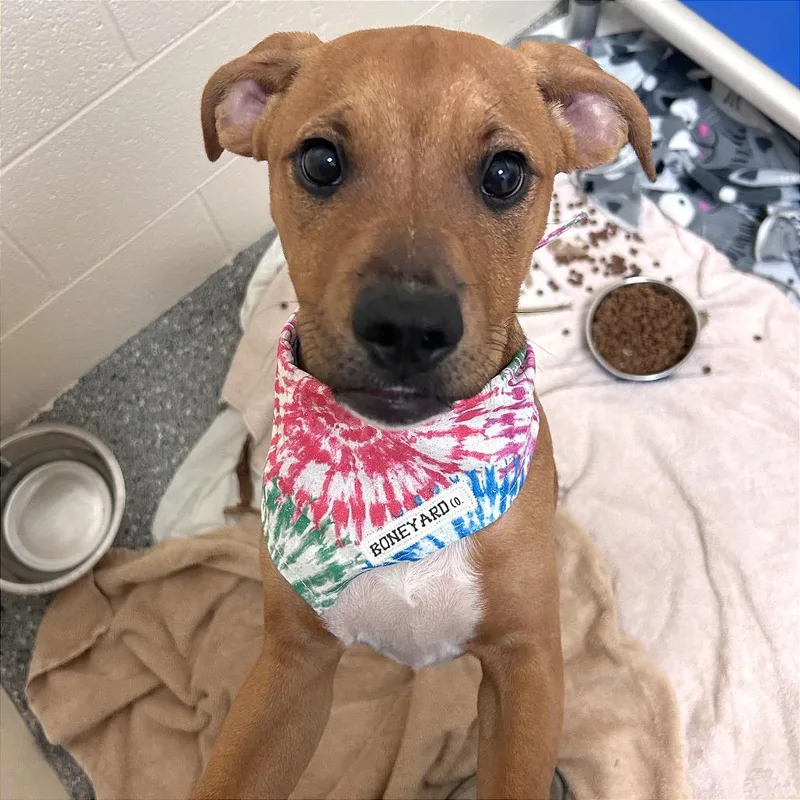 A baby medium-sized female Mixed Breed dog named Boo for adoption in Hendersonville, NC