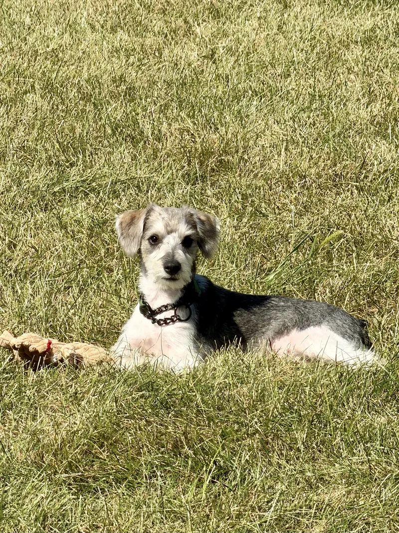 A baby medium-sized male Miniature Schnauzer dog named Jovie for adoption in Oswego, IL