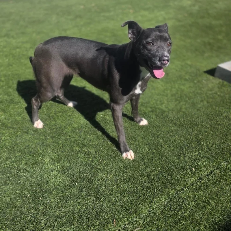 Starlight thumbnail 3