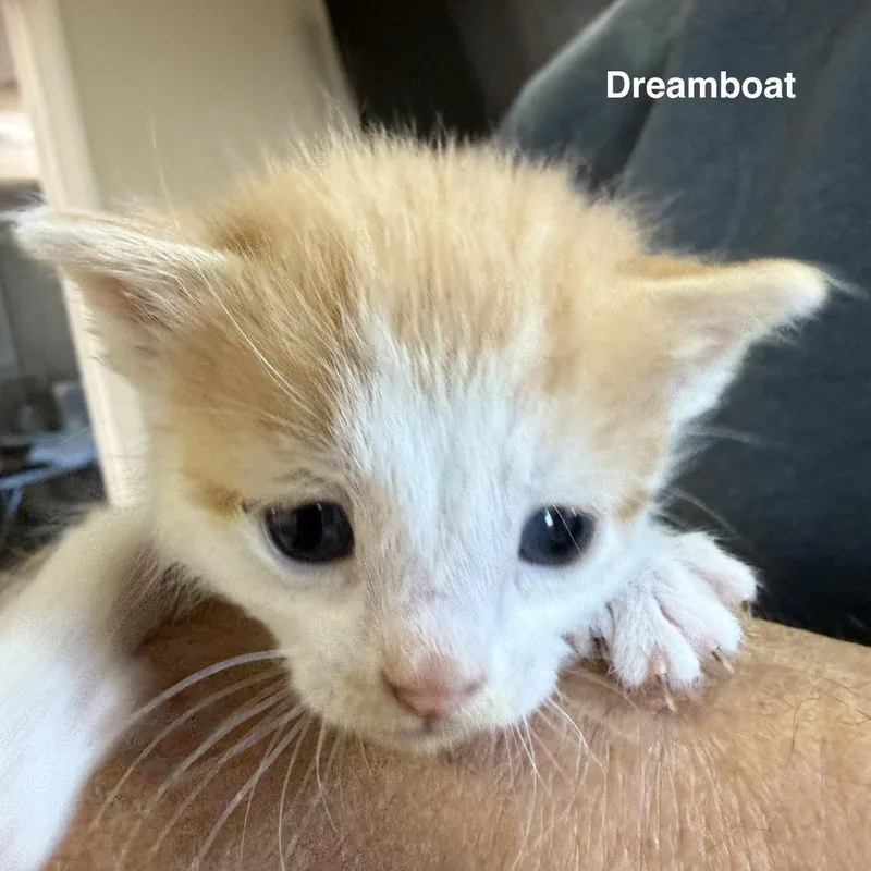 A baby small-sized male Orange / Red Domestic Long Hair cat named Dream Boat for adoption in Lakewood, CO