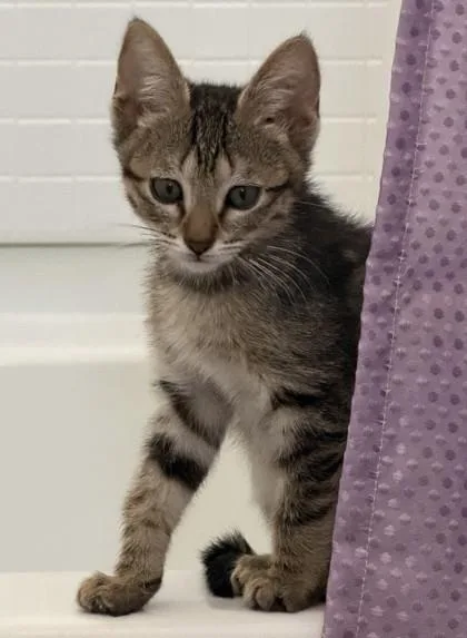 Seraphina