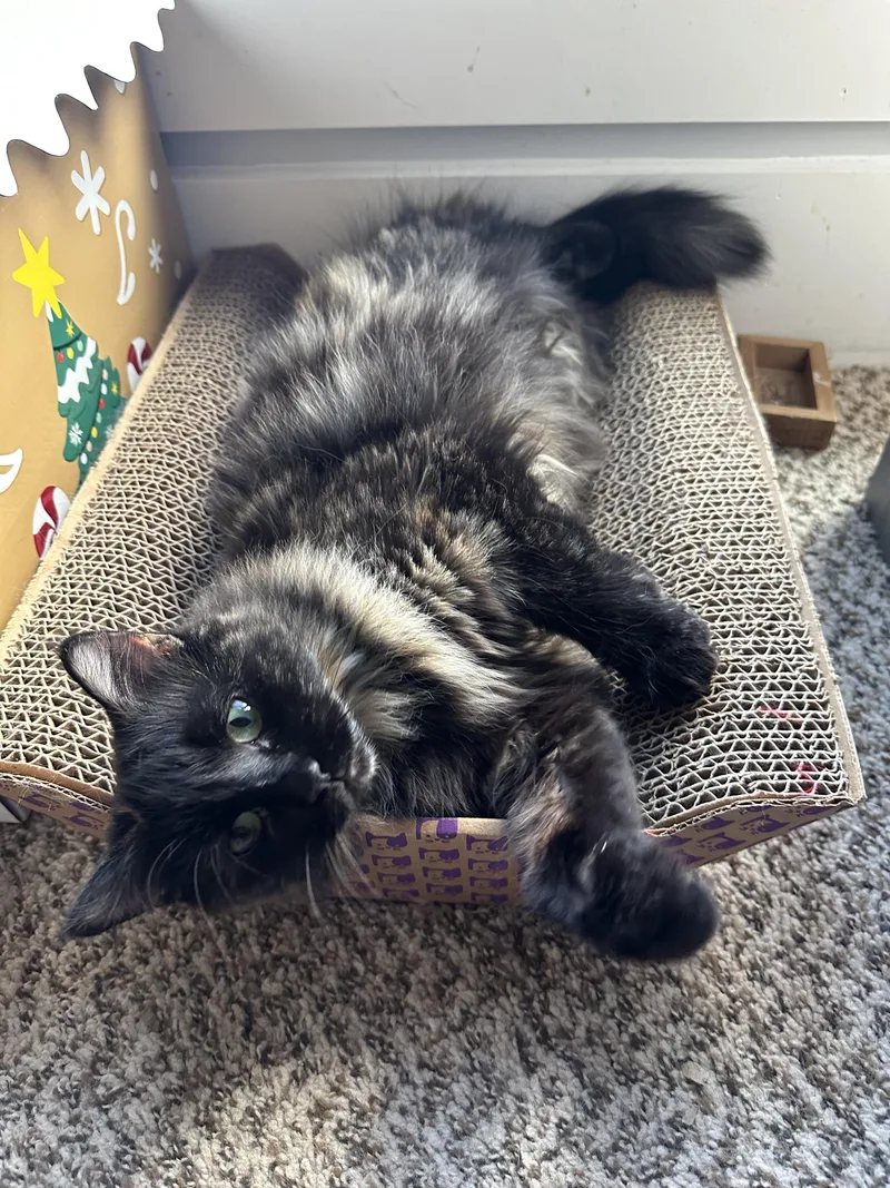 An adult medium-sized female Tortoiseshell Tortoiseshell cat named Jewels for adoption in Marion, NC