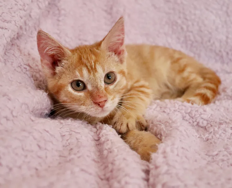 A baby medium-sized female Tabby (Orange / Red) Tabby cat named Holly for adoption in Saint Augustine, FL