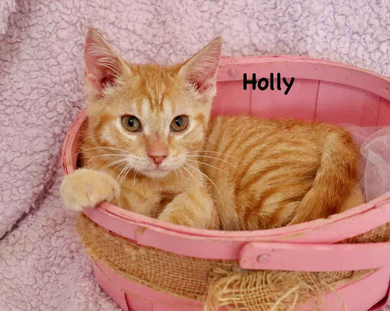 Holly thumbnail 2