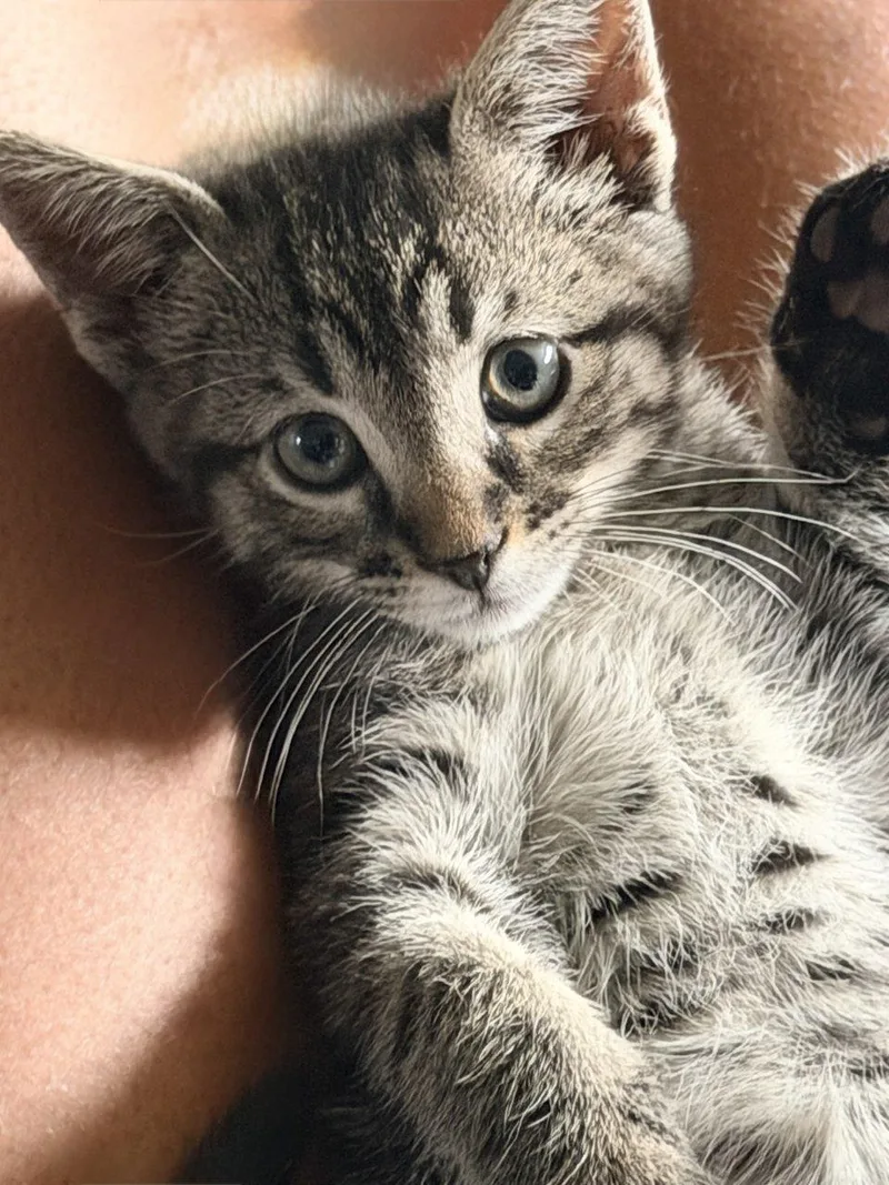 A baby small-sized male Tabby (Gray / Blue / Silver) Domestic Short Hair cat named Synergy for adoption in Raleigh, NC