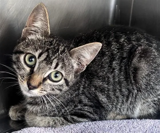 A baby small-sized female Domestic Short Hair cat named Mariah for adoption in Norco, CA