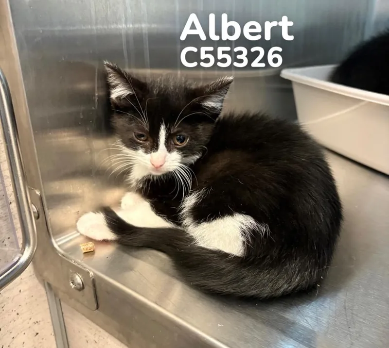 Albert