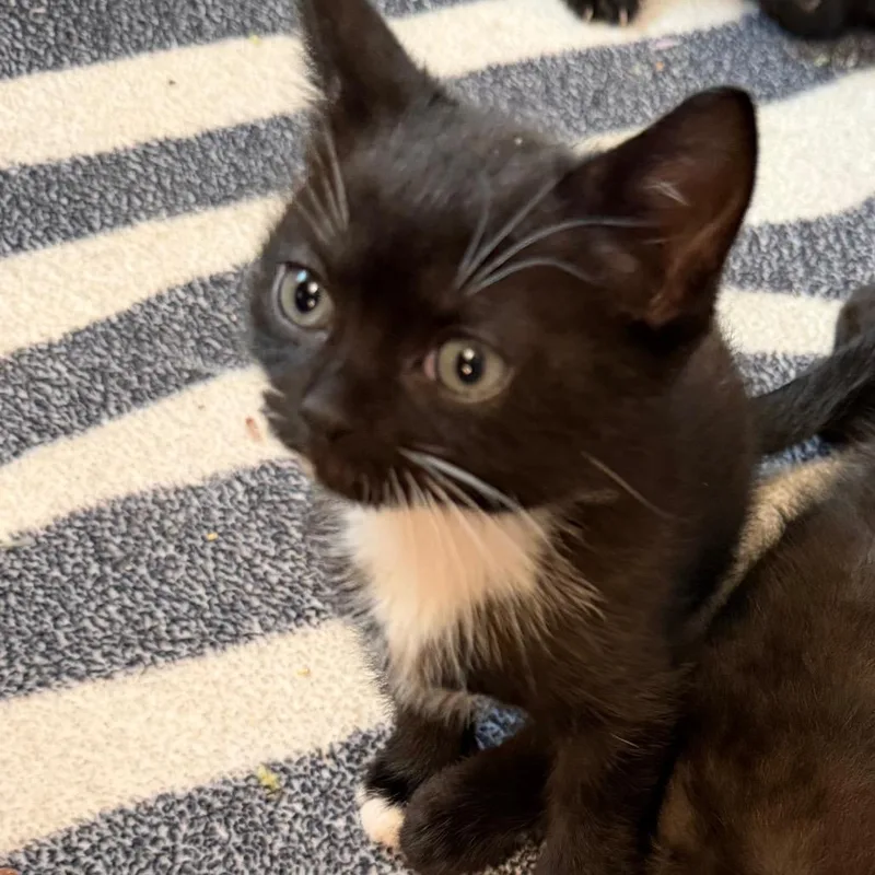 A baby small-sized male Black Domestic Short Hair cat named Falcor for adoption in Juno Beach, FL
