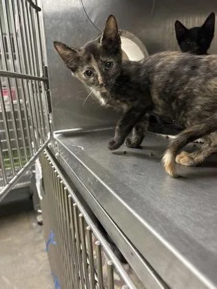 A baby medium-sized female Domestic Short Hair cat named Vanilla for adoption in Picayune, MS