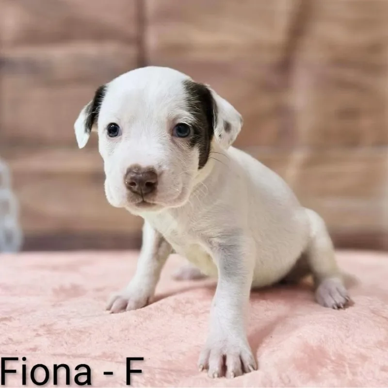 Fiona
