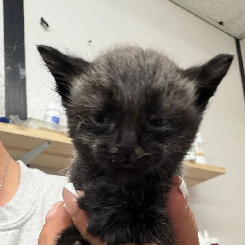 A baby small-sized female Black Domestic Medium Hair cat named Sunshine for adoption in Lake Jackson, TX
