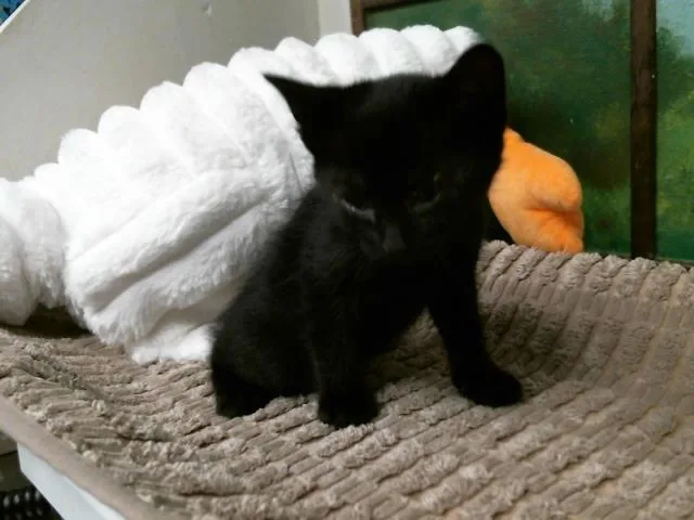 A baby small-sized female Domestic Short Hair cat named Lily for adoption in Houston, TX