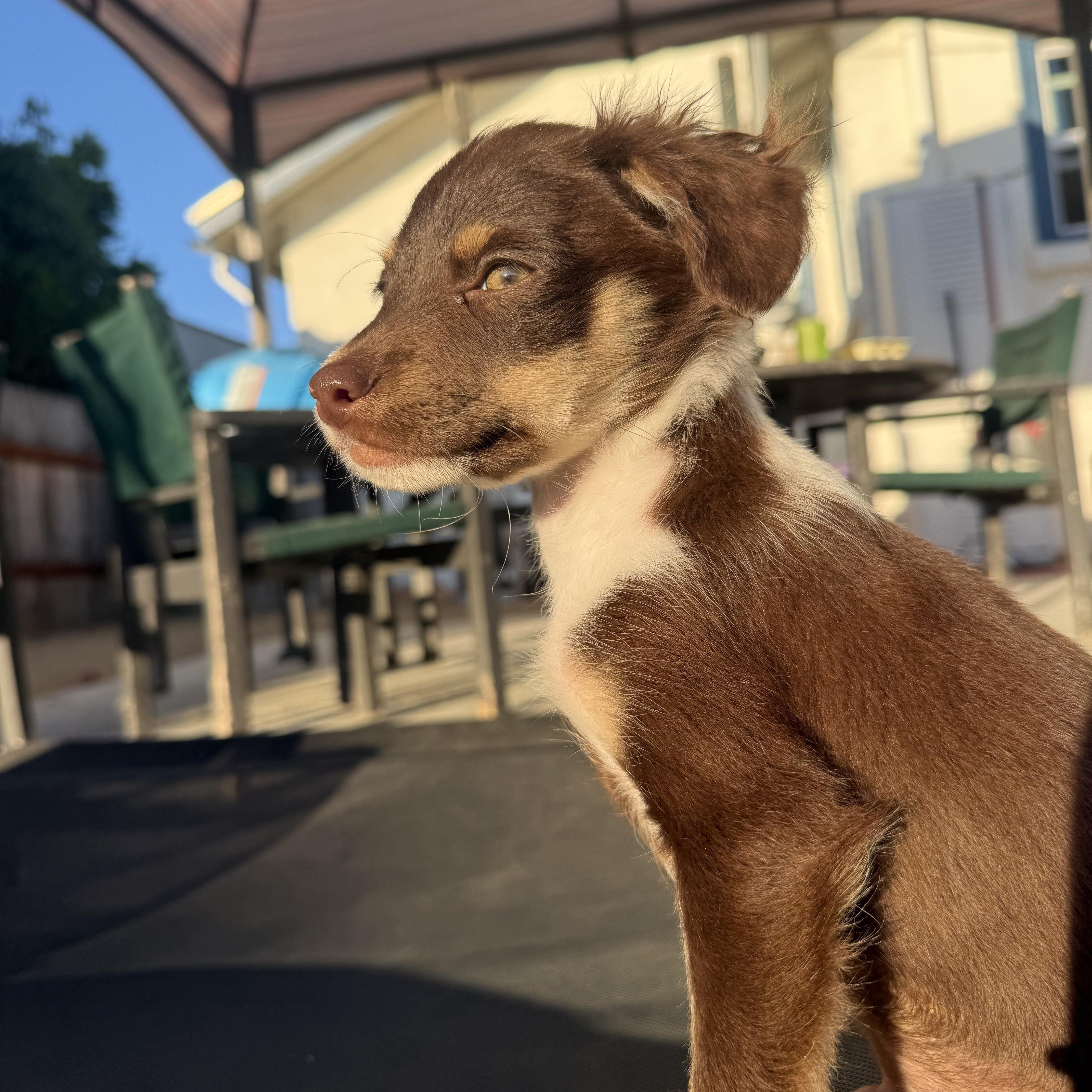 A baby small-sized male Papillon dog named Ravioli for adoption in Sun Valley, CA