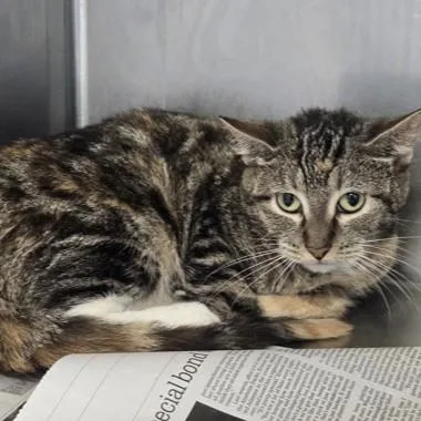 An adult medium-sized female Torbie Domestic Short Hair cat named Hummingbird for adoption in Phoenixville, PA