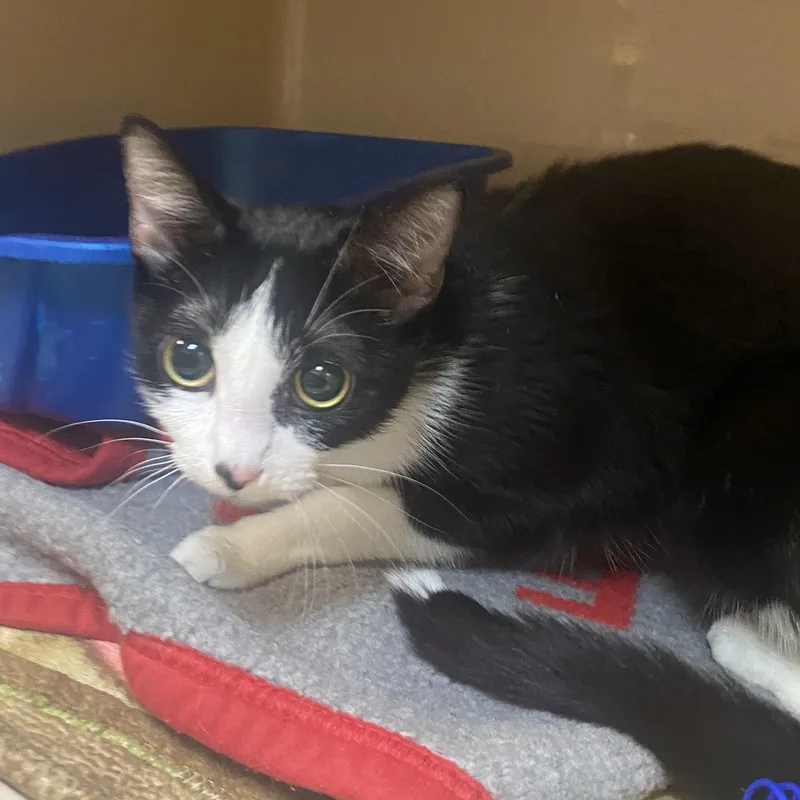An adult medium-sized female Black & White / Tuxedo Domestic Short Hair cat named Miggo for adoption in Elyria, OH