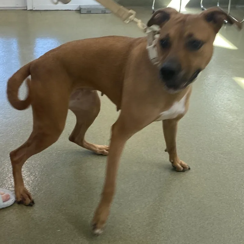 An adult large-sized female Brown / Chocolate Boxer dog named 72152 for adoption in Harrisonburg, VA