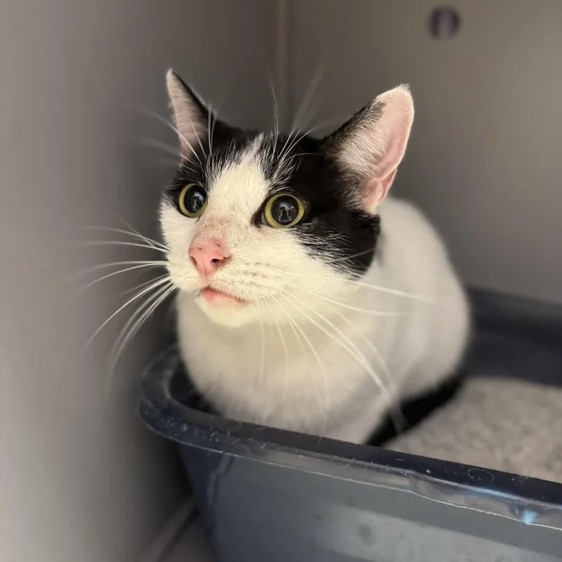 An adult small-sized female White Domestic Short Hair cat named Moo for adoption in Springboro, OH