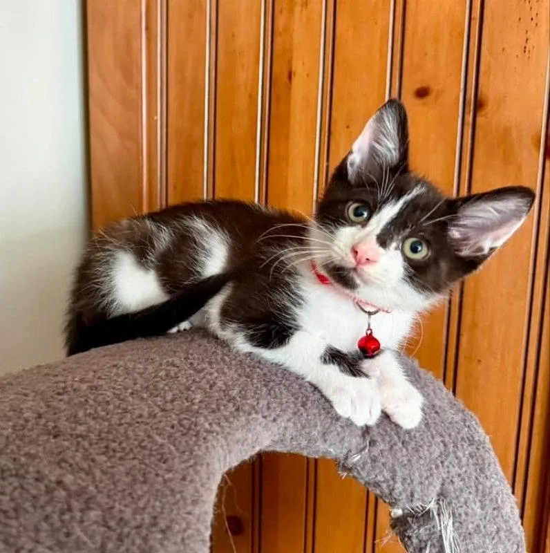 A young medium-sized male Black & White / Tuxedo Tuxedo cat named Oreo for adoption in Knoxville, TN