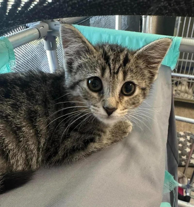 A baby medium-sized female Domestic Short Hair cat named Potato for adoption in Marion, OH