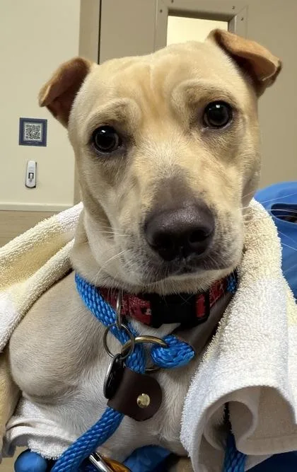 An adult medium-sized male Mixed Breed dog named Russet for adoption in Honolulu, HI