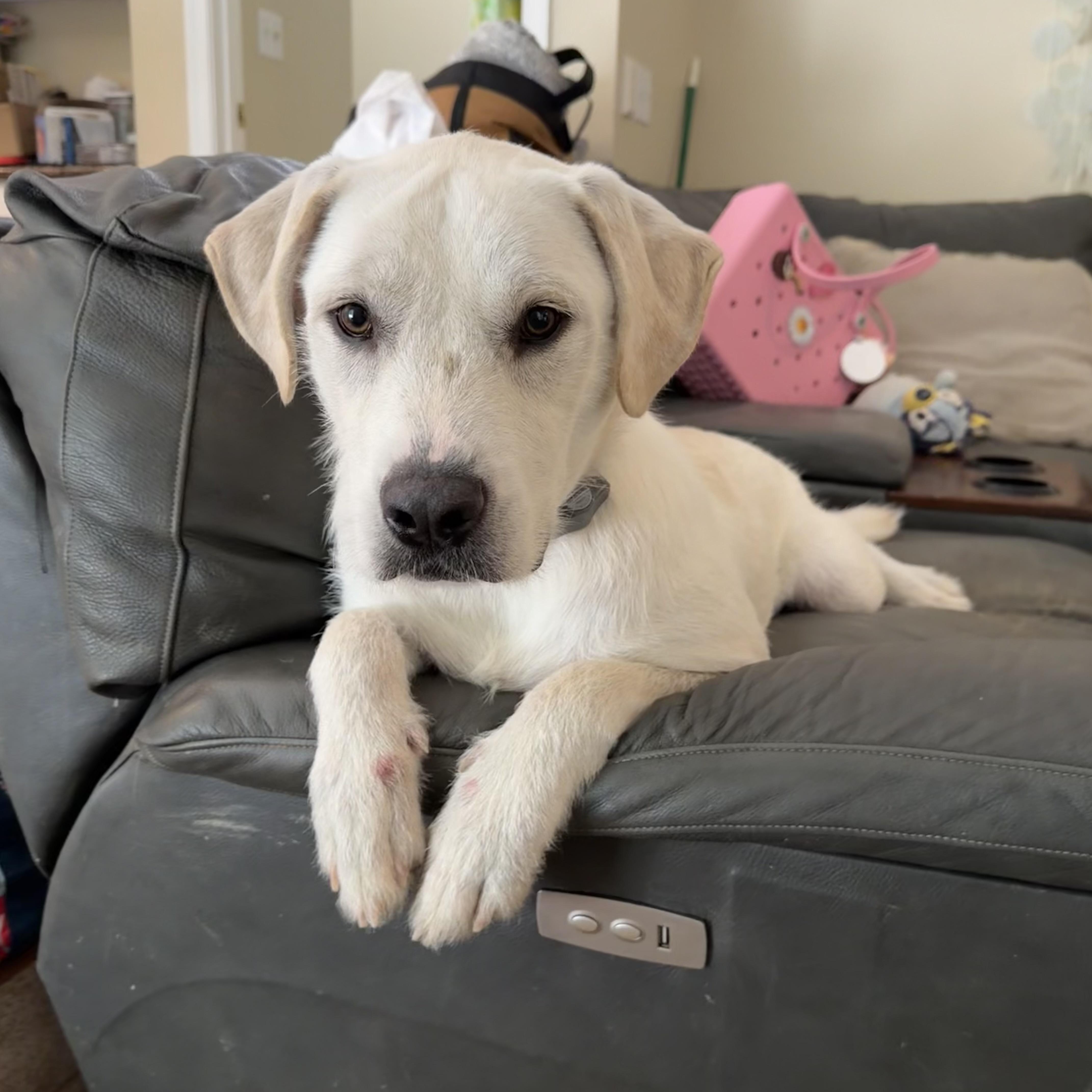 A young large-sized male White / Cream Labrador Retriever dog named Nugget for adoption in Potomac, MD