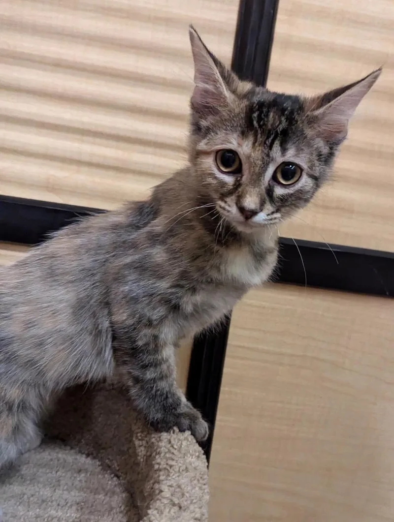 A baby medium-sized female Gray & White Torbie cat named Platinum for adoption in Farmland, IN