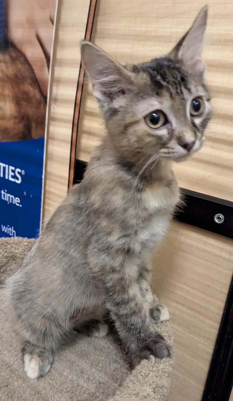 Platinum thumbnail 3