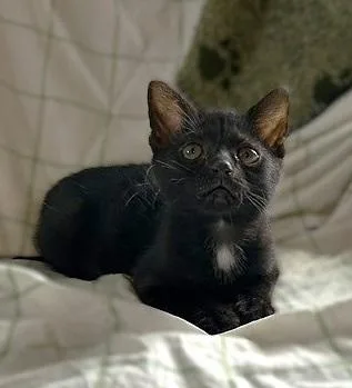 A baby medium-sized male Black Domestic Short Hair cat named Topaz & Aggie for adoption in Lemoyne, PA