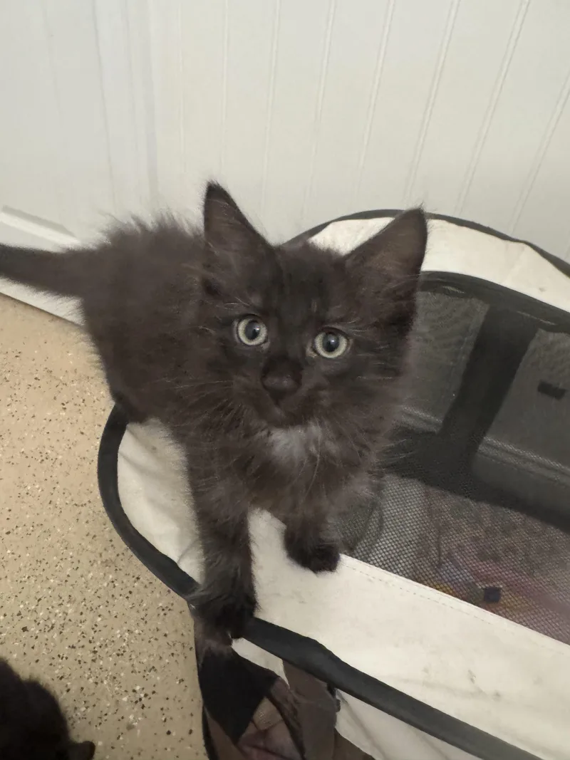 A baby small-sized female Black Domestic Short Hair cat named Victoria for adoption in Brick, NJ