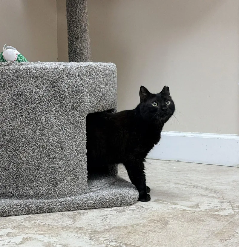 An adult medium-sized female Black Domestic Short Hair cat named Jolie for adoption in West Palm Beach, FL