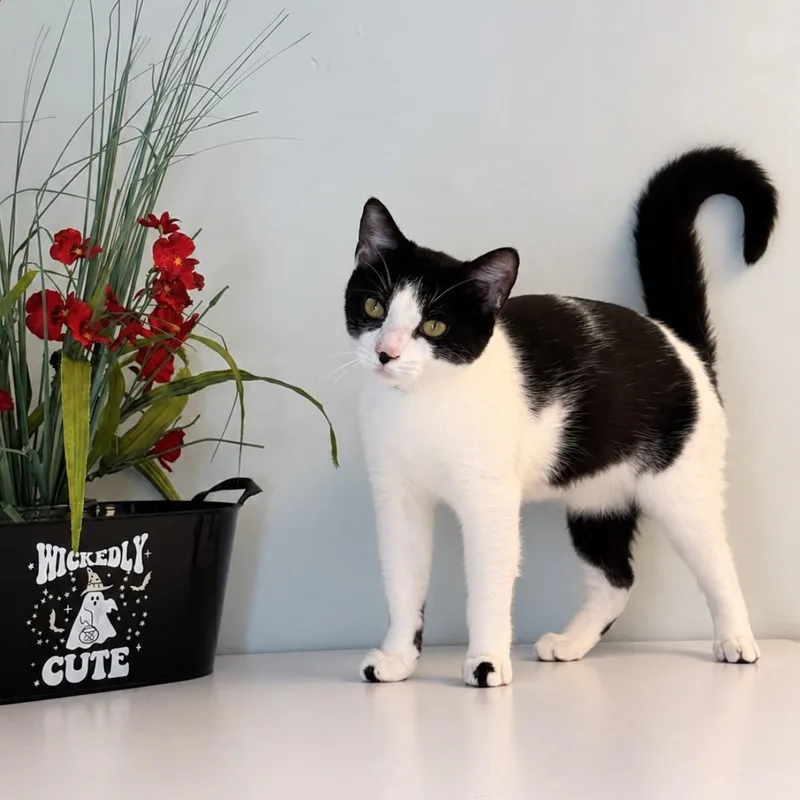 A young medium-sized female Domestic Short Hair cat named Mallomar for adoption in Syosset, NY