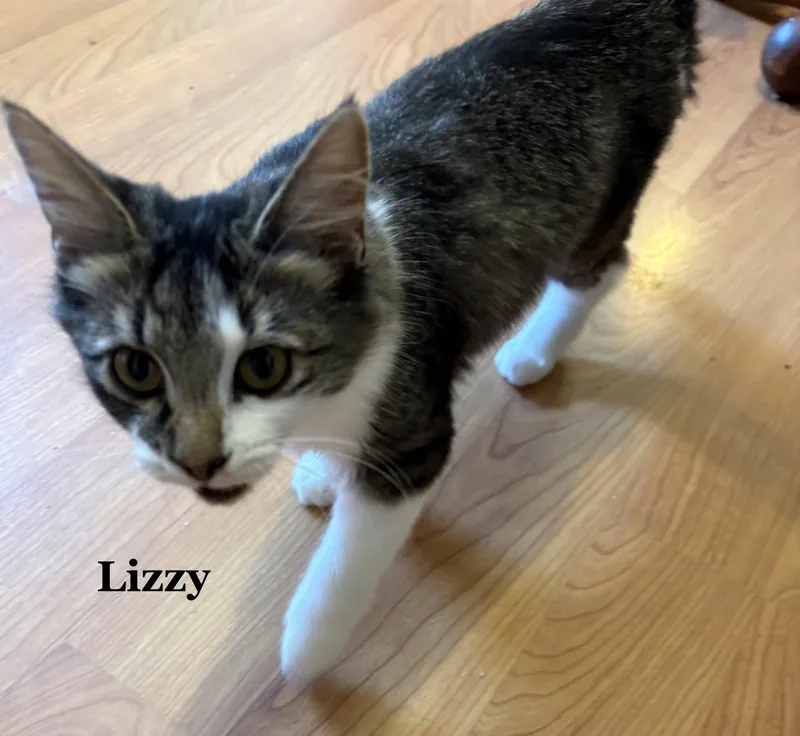 A young medium-sized female Domestic Long Hair cat named Lizzy for adoption in Morehead, KY