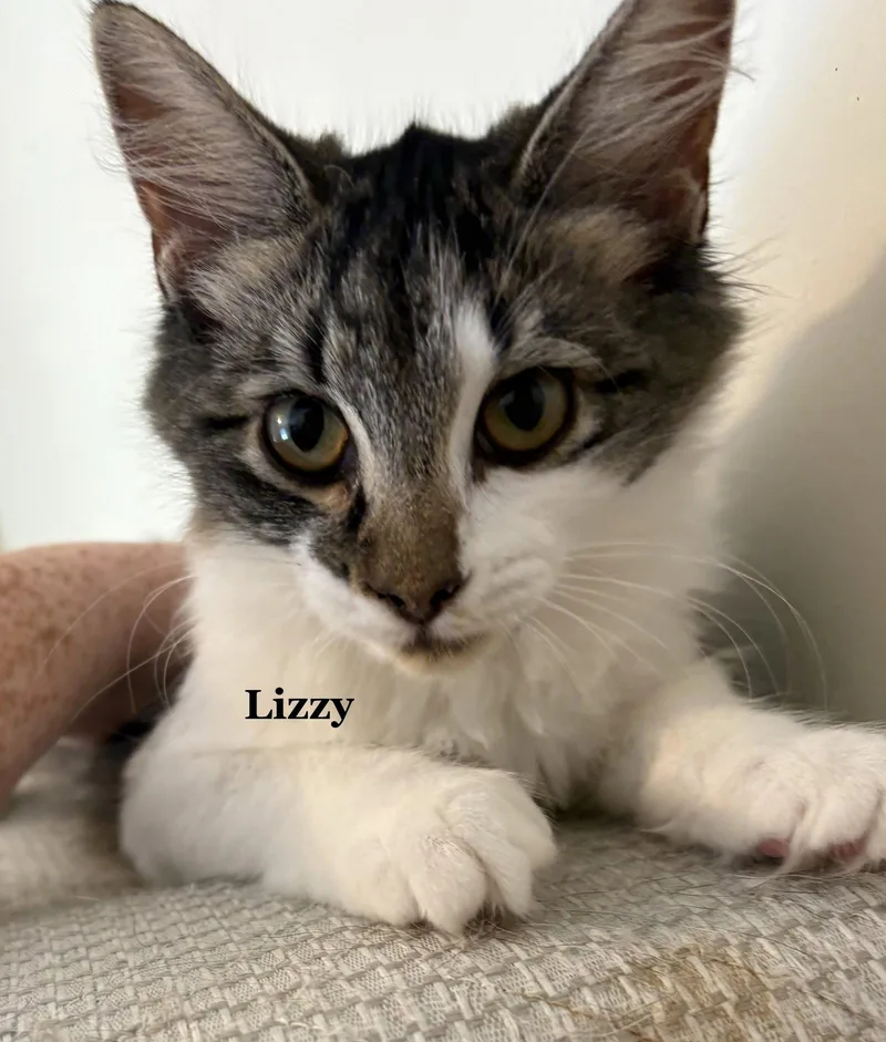 Lizzy thumbnail 2