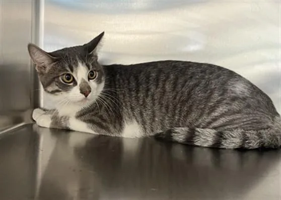 An adult large-sized female Domestic Short Hair cat named Abigale for adoption in San Pedro, CA