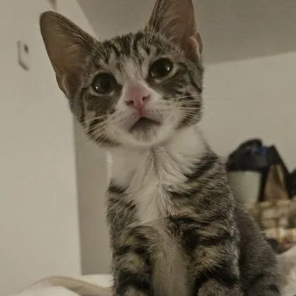A baby small-sized female Domestic Short Hair cat named Rose for adoption in West Chester, PA