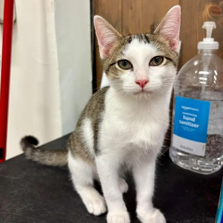 A baby small-sized male Brown / Chocolate Domestic Short Hair cat named Alesso for adoption in Hamburg, NY