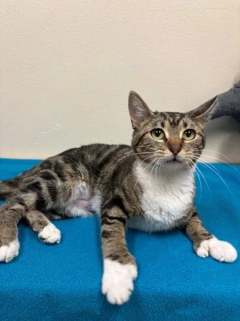 A young small-sized female Domestic Short Hair cat named Suzy for adoption in Ladysmith, WI
