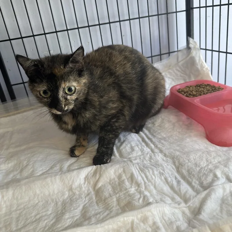 An adult small-sized female Tortoiseshell Domestic Short Hair cat named Chocolate for adoption in Corbin, KY