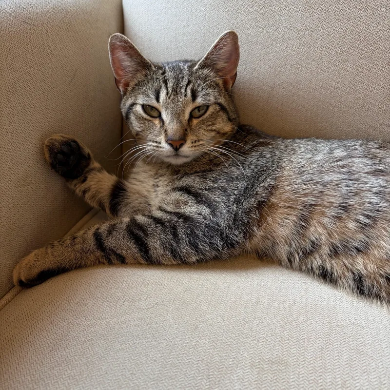 A baby medium-sized female Tabby (Brown / Chocolate) Domestic Short Hair cat named Amelia for adoption in Findlay, OH