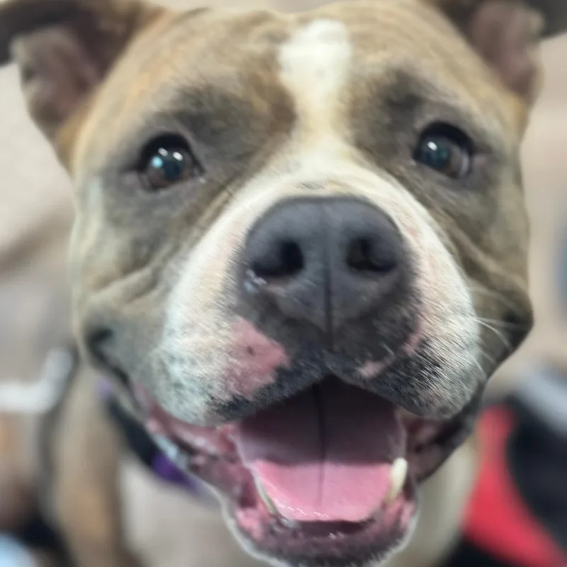 An adult medium-sized female Brindle Mixed Breed dog named Alice for adoption in Pensacola, FL