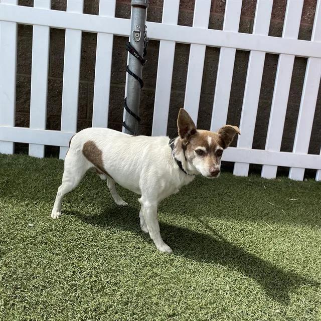 A senior small-sized male Parson Russell Terrier dog named Jack for adoption in Modesto, CA