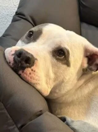 Gracie Lou thumbnail 2