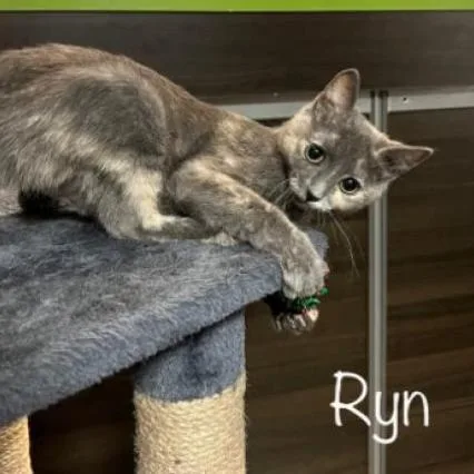 An adult small-sized female Tortoiseshell Domestic Short Hair cat named Ryn for adoption in Hemet, CA