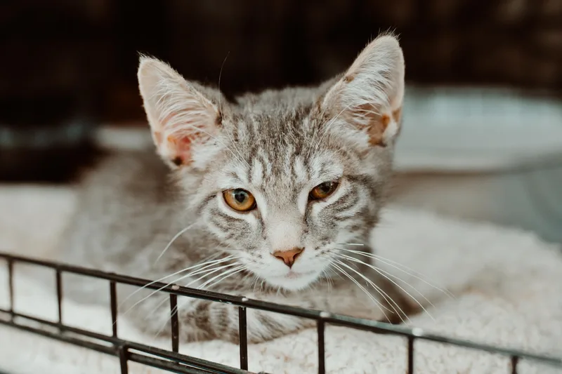 A young medium-sized male Domestic Short Hair cat named Mr. Honey for adoption in Le Mars, IA