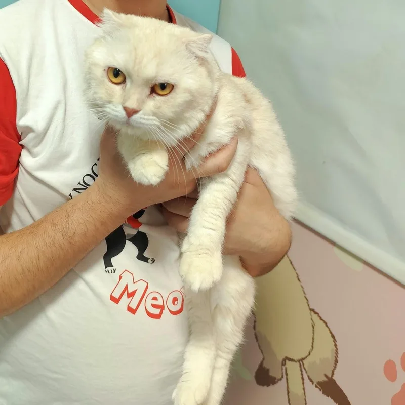 A young medium-sized male Cream / Ivory Scottish Fold cat named Hamish McBain for adoption in Waltham, MA