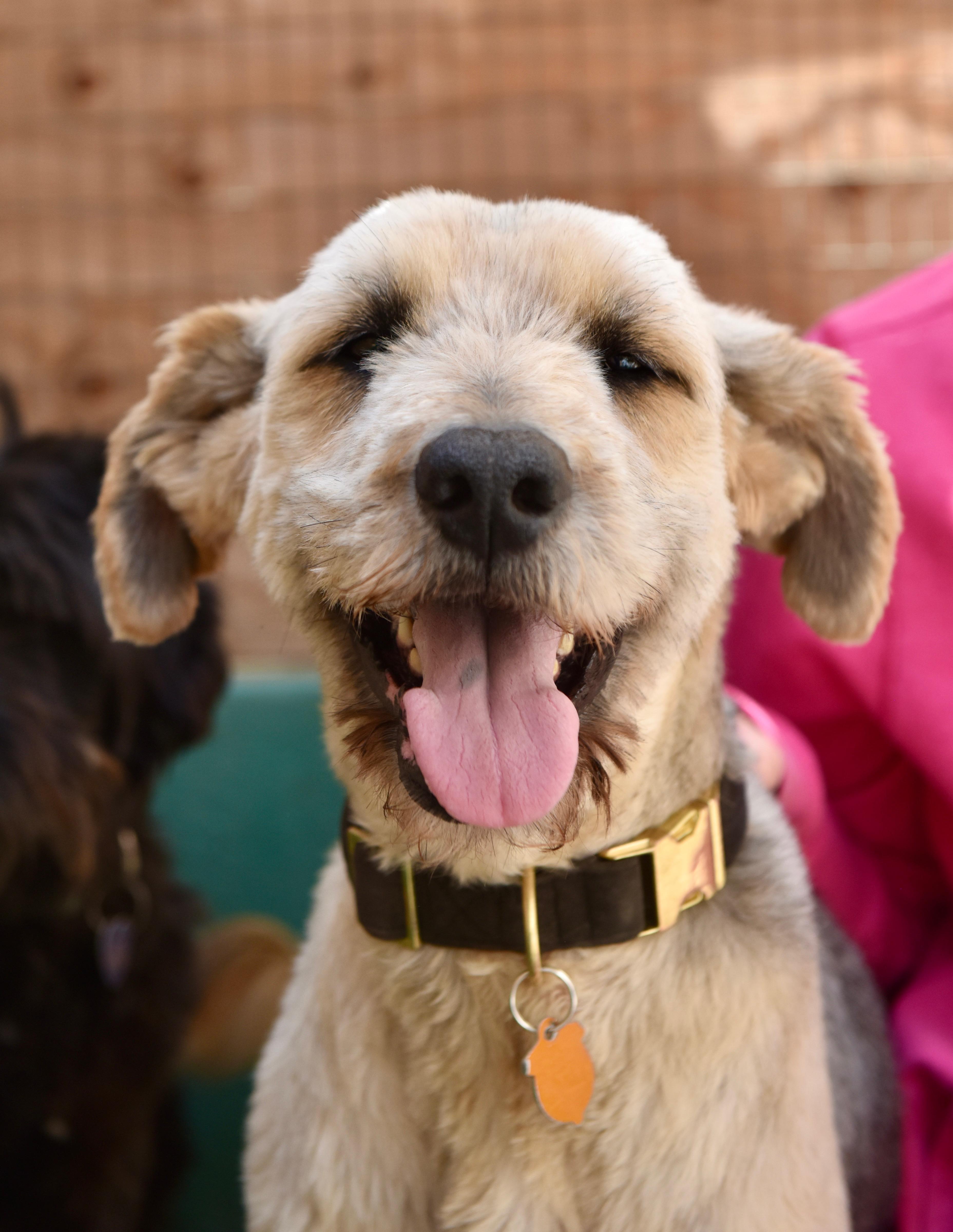 An adult medium-sized male Old English Sheepdog dog named Dougie for adoption in Los Angeles, CA