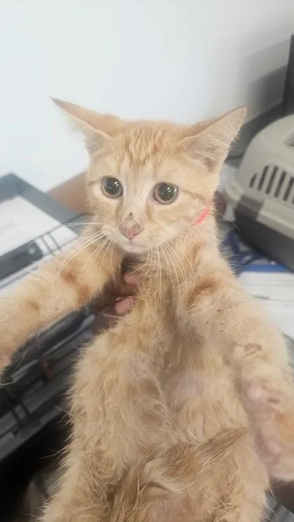 A baby medium-sized female Domestic Short Hair cat named Marlow for adoption in West Chester, PA